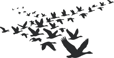 Flying birds vector illustration, a flock of geese in V-formation, black silhouette migratory birds, wildlife nature graphic element for design projects © Shanza