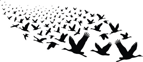 Obraz premium Flying birds vector illustration, a flock of black silhouettes in dynamic motion. Migrating cranes or geese, a symbol of freedom, travel, and nature