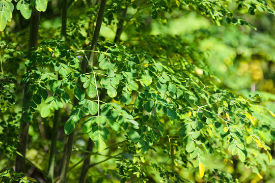 Fresh green moringa leaves growing on a tree in natural sunlight