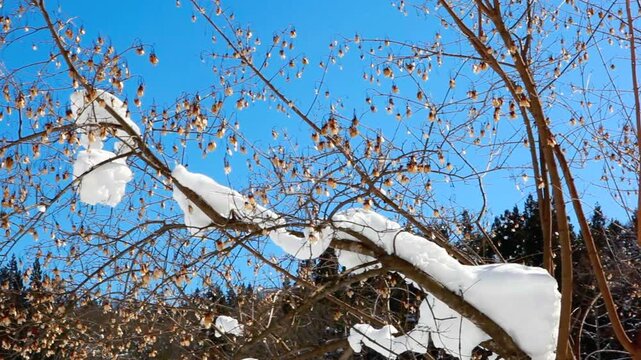 冬の姫川源流自然探勝園の雪が残った樹木