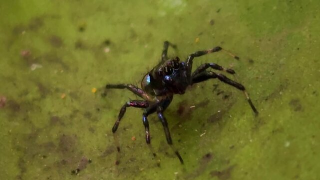 Jumping Spider (Family: Salticidae) resting on a green leaf in  natural habitat. Spider's iridescent body, compact form, alert posture, and agile hunting behavior.