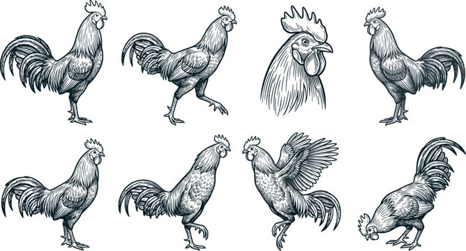 Vintage Rooster and Cockerel Engraving Vector Set with Standing, Walking, Fighting, and Pecking Farm Poultry Sketch Icons for Agriculture Media Designs
