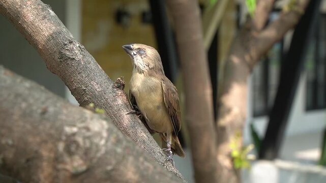 Detailed portrait of a Munia Bird or Burung Emprit resting on a tree branch, high-quality nature photography.