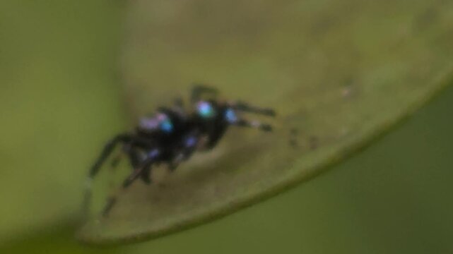 Jumping Spider (Family: Salticidae) resting on a green leaf in  natural habitat. Spider's iridescent body, compact form, alert posture, and agile hunting behavior.