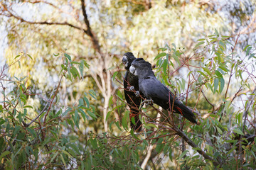 Pair of Forest Red-tailed Black Cockatoos (Calyptorhynchus banksii naso) perched closely together in eucalyptus, Western Australia © Tove Liv