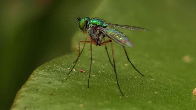 Long-legged fly (Family: Dolichopodidae) resting on green leaf in natural habitat. Insect's metallic green body, large compound eyes, transparent wings, and slender legs are captured in fine detail