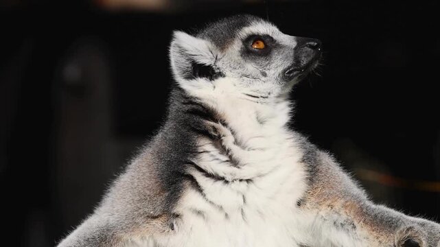 Close up portrait of a wild ring-tailed lemur in nature
