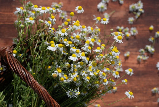 A wicker basket filled with fresh chamomile flowers sits on a wooden platter and is photographed from above