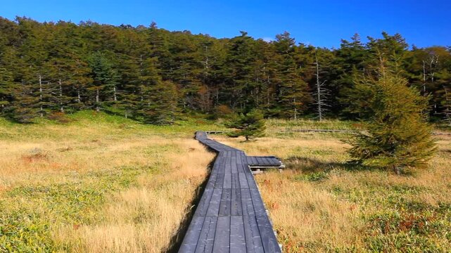 池の平湿原コケモモライン
