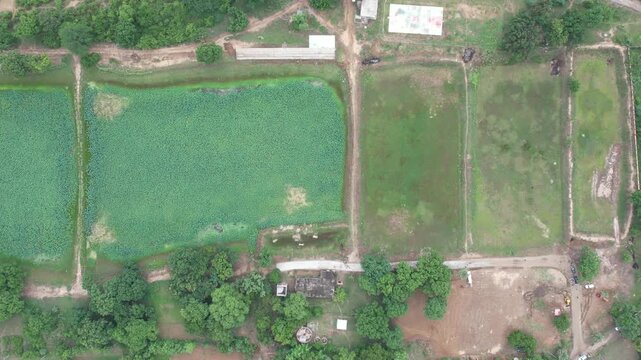 Green Agricultural fields of Patna, Bihar, India