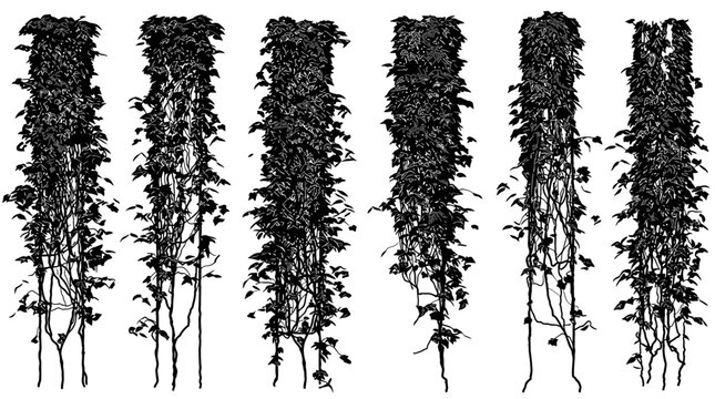 Conjunto de seis silhuetas verticais de trepadeiras e plantas pendentes isoladas em fundo branco, ideais para design arquitet&ocirc;nico e elementos de paisagismo digital.