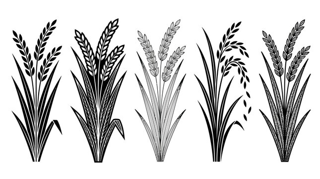 Conjunto de ilustra&ccedil;&otilde;es vetoriais em preto e branco representando diferentes tipos de plantas de cereais, incluindo trigo, arroz e cevada, isoladas em um fundo branco para design gr&aacute;fico.