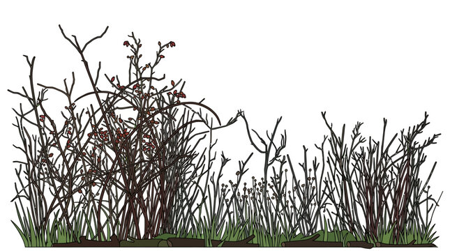 Ilustra&ccedil;&atilde;o detalhada de arbustos secos e galhos sem folhas sobre uma base de grama verde, isolado em um fundo branco, ideal para composi&ccedil;&otilde;es de paisagismo e design gr&aacute;fico.