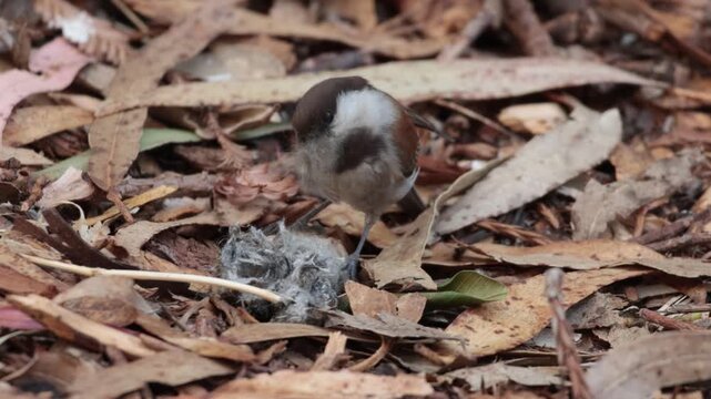 chestnut-backed chickadee getting fibers from a ball for nesting 