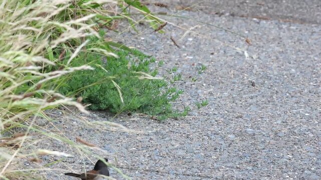 dark-eyed junco flying up to get seed on the grass 