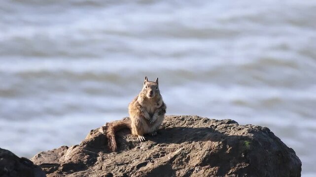ground squirrel standing on the rock looking hopeless 