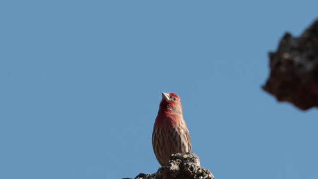 male house finch singing on top of a tree 