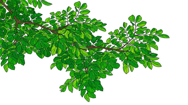 Ramo de &aacute;rvore com folhas verdes vibrantes isolado em fundo branco, ideal para design gr&aacute;fico, ilustra&ccedil;&otilde;es bot&acirc;nicas e projetos de natureza com espa&ccedil;o para c&oacute;pia.