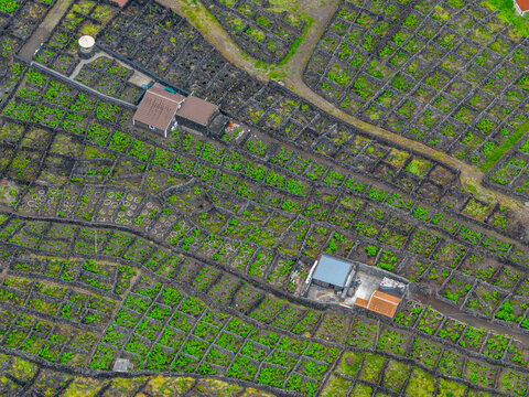 Aerial view of historic vineyard stone wall enclosures in Biscoitos, featuring a grid-like pattern of volcanic rock walls protecting green vines, in Biscoitos, Azores, Portugal.