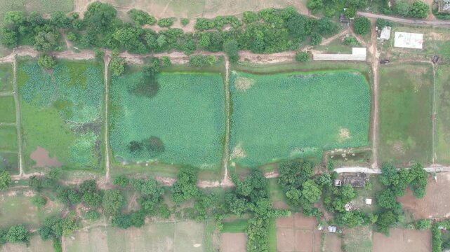 Green Agricultural fields of Patna, Bihar, India
