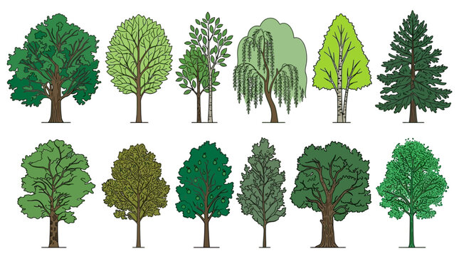 Eine Sammlung von zw&ouml;lf verschiedenen handgezeichneten Baumarten in einer flachen Vektorillustration, die eine Vielzahl von Laub- und Nadelb&auml;umen f&uuml;r botanische Designs zeigt.