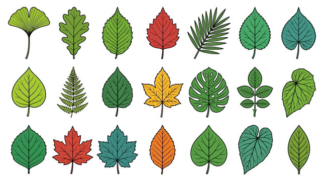Set di icone vettoriali con diverse foglie di alberi e piante tropicali colorate in stile piatto su sfondo bianco per design botanico e illustrazioni naturali