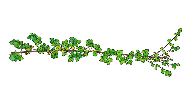 Una rama horizontal detallada con hojas verdes vibrantes y peque&ntilde;os frutos amarillos aislada sobre un fondo blanco puro, ideal para dise&ntilde;o gr&aacute;fico y composiciones naturales.