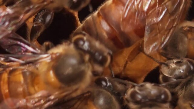 Queen Honey Bee Laying Eggs in Honeycomb Surrounded by Worker Bees, Macro Close Up of Bee Colony Reproduction, Beekeeping, Pollination, 4K Wildlife Stock Footage