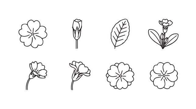 Delicate primrose flower line art elements and botanical studies for design applications