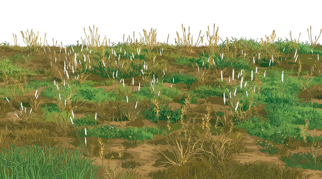 Una ladera cubierta de hierba con vegetaci&oacute;n variada, incluyendo pastos secos y verdes, y plantas con espigas blancas.