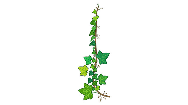 Eine detaillierte Illustration eines Efeuzweiges mit gr&uuml;nen Bl&auml;ttern, der isoliert auf einem wei&szlig;en Hintergrund dargestellt ist und sich ideal f&uuml;r botanische Designs eignet.