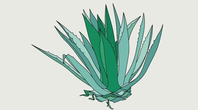 Ilustraci&oacute;n vectorial de una planta de agave azul con hojas puntiagudas y espinosas sobre un fondo neutro, ideal para dise&ntilde;os bot&aacute;nicos, proyectos de jardiner&iacute;a o temas de naturaleza.