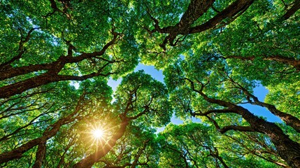 Fototapeta premium Sunlight Filtering Through Dense Green Tree Canopy in Forest During Daytime