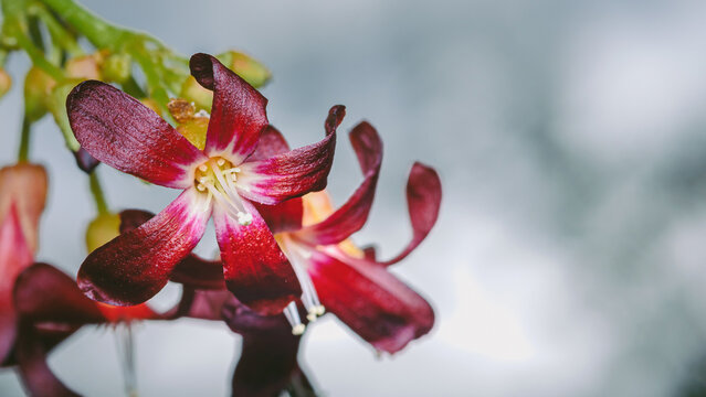 Exotic bilimbi flower showing vibrant crimson petals