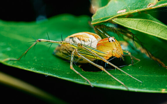 Striped lynx spider resting on a green leaf in nature