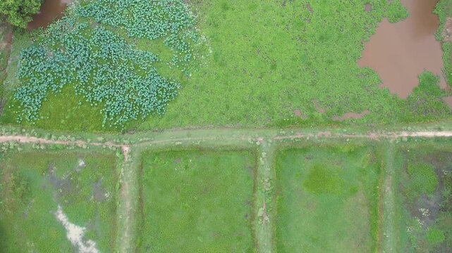 Green Agricultural fields of Patna, Bihar, India