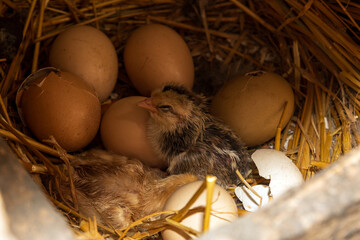 Newborn chick just hatched from egg in a straw nest. A tiny, wet, recently hatched baby chick resting among brown chicken eggs and broken eggshells inside a warm straw nest. © ZeDesign