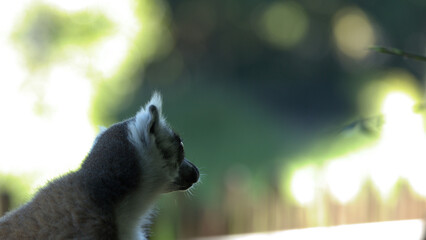 Obraz premium Profile View of a Ring-Tailed Lemur Against Soft Green Bokeh