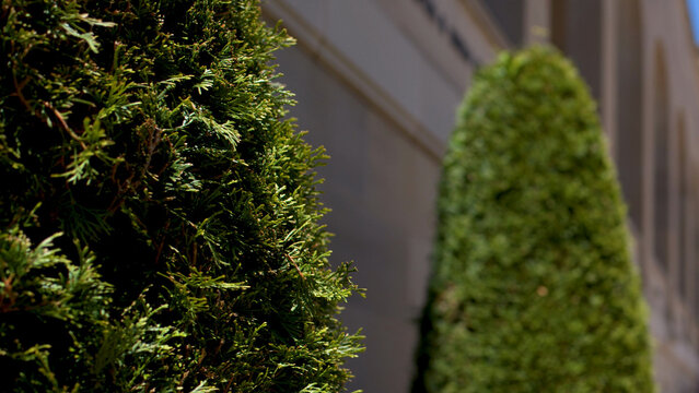 Manicured Cypress Trees Against Stone Facade at Australian War Memorial