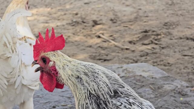 White rooster crowing on a rural farm, vocalizing cockerel with red comb, domestic poultry bird in a rustic outdoor setting
