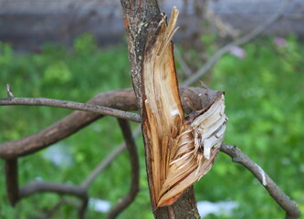 The fracture site of a dry tree trunk © Станислав Вершинин