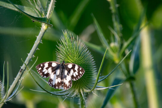 Wilde Karde mit Schachbrettfalter vor harmonischem gr&uuml;nem Bokeh
