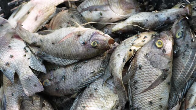 A pile of dead and bloated rotting Nile Tilapia fish in a basket from in water pond polluted have swarm of flies Blue bottle fly and Housefly swarming around to laying eggs.