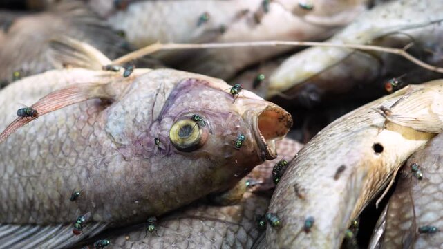 A pile of dead and bloated rotting Nile Tilapia fish in a basket from in water pond polluted have swarm of flies Blue bottle fly and Housefly swarming around to laying eggs.