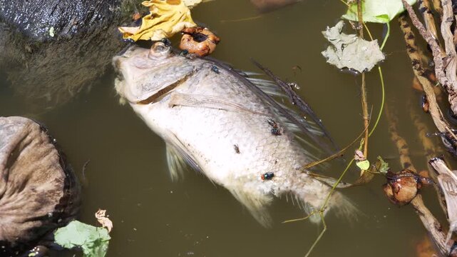 Dead Nile tilapia fish floating bloated and rotting in polluted water with maggots and swarms of flies Blue bottle fly and Housefly buzzing around.