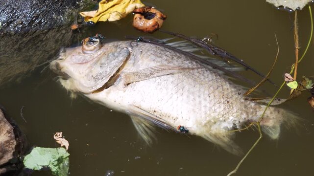 Dead Nile tilapia fish floating bloated and rotting in polluted water with maggots and swarms of flies Blue bottle fly and Housefly buzzing around.