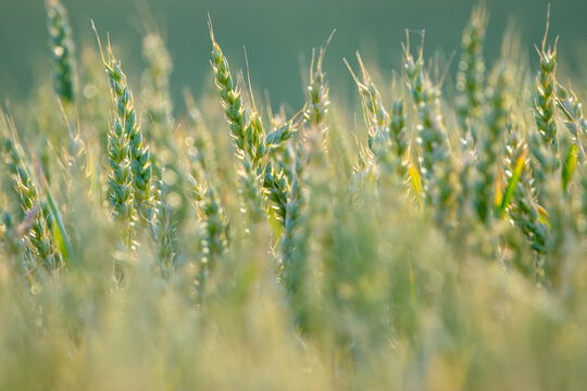 Sommerliches Weizenfeld im Morgenlicht als Symbol f&uuml;r Wachstum und nachhaltige Landwirtschaft