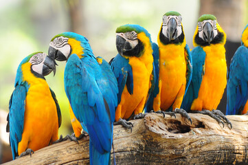 Group of blue and gold macaws perched together on a wooden log with wildlife colorful feathers tropical ©  SobuzForge