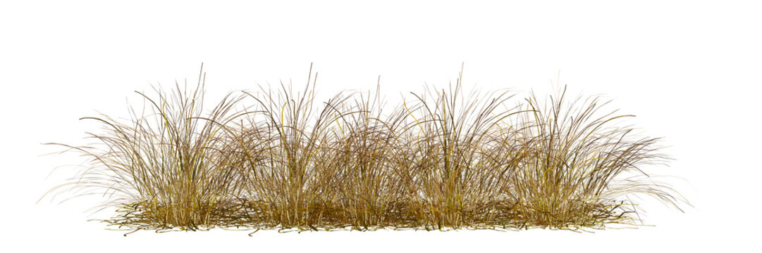 grass isolated on white background
