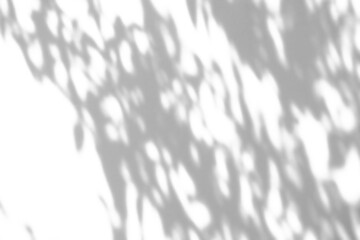 Obraz premium Abstract natural tree branch leaves shadow on white wall background